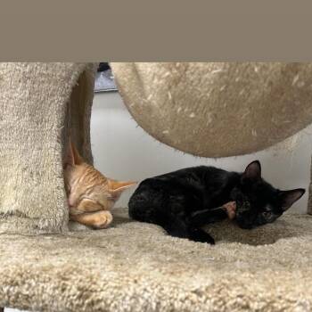 Butterscotch -  Domestic Short Hair Cat for Adoption in Hemet, California - Butterscotch | PetCurious