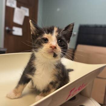 Cascade -  Domestic Medium Hair Cat for Adoption in Columbus, Georgia - Cascade | PetCurious