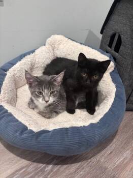 Sara -  Domestic Short Hair Cat for Adoption - Sara | PetCurious