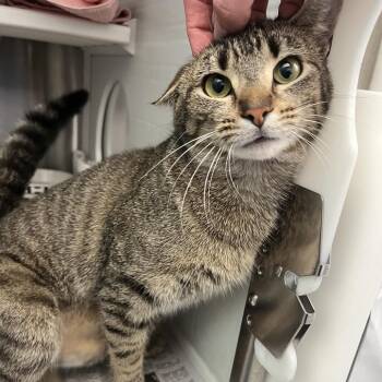 Domestic Short Hair Cats Available for Adoption - Pippin | PetCurious