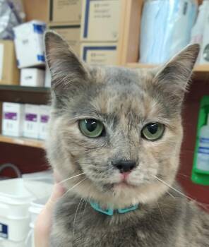 Domestic Short Hair Cats Available for Adoption - Bindi | PetCurious