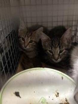 Rescue Domestic Short Hair Cats for Adoption in Baton Rouge, Louisiana - Melina - Black Collar (153826) | PetCurious