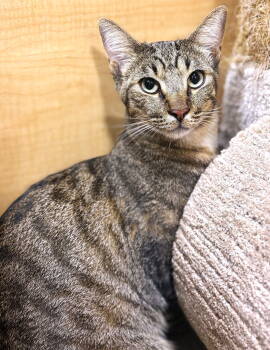 Rescue Tabby Cats for Adoption in Fort Myers, Florida - Groot | PetCurious