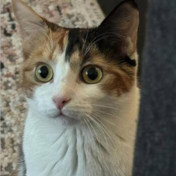 Calico Cats Available for Adoption in Hamilton, Ontario - Muffin - A Playful Sweetheart! | PetCurious