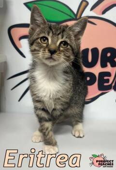 Domestic Short Hair Cats Available for Adoption - Eritrea | PetCurious