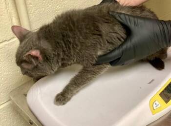 Maud -  Domestic Short Hair Cat for Adoption in Cincinnati, Ohio - Maud | PetCurious