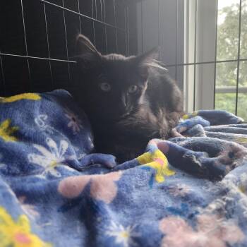 Laddy -  Domestic Long Hair Cat for Adoption in Normal, Illinois - Laddy | PetCurious