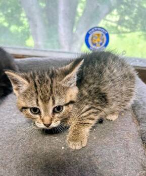Tiger Lily -  Domestic Short Hair Cat for Adoption in Dorr, Michigan - Tiger Lily | PetCurious