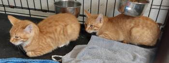 Red and Rusty -  Domestic Short Hair Cat for Adoption in Rehoboth, Massachusetts - Red And Rusty | PetCurious