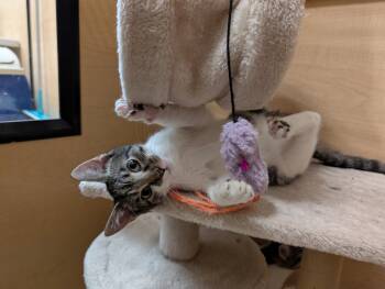 Rescue Domestic Short Hair Cats for Adoption in Port Barrington, Illinois - Tiki | PetCurious