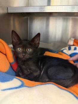 Captain -  Domestic Short Hair Cat for Adoption in Pomona, New York - Captain | PetCurious
