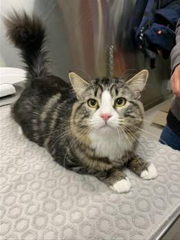 CHUNKY MONKEY -  Domestic Medium Hair Cat Available for Adoption in Fairbanks, Alaska - CHUNKY MONKEY | PetCurious