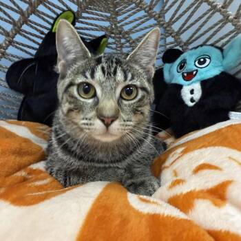 Rescue Domestic Short Hair Cats for Adoption in Pasadena, Maryland - Lobster Bisque (peacock Collar) | PetCurious