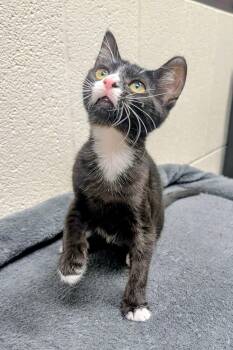Chili -  American Shorthair Cat for Adoption in Mt. Juliet, Tennessee - Chili | PetCurious