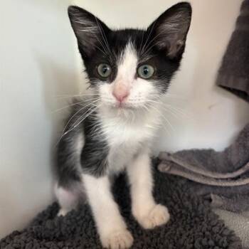 Floatie -  Domestic Short Hair Cat for Adoption in Phoenix, Arizona - Floatie | PetCurious