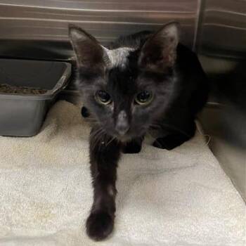 Galleta -  Domestic Short Hair Cat for Adoption in Tempe, Arizona - Galleta | PetCurious