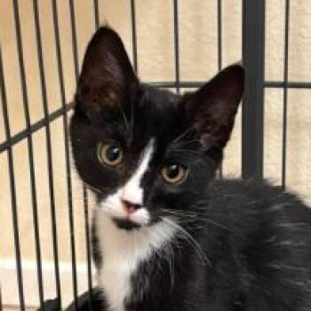 Dizzy -  Domestic Short Hair Cat for Adoption in Hemet, California - Dizzy | PetCurious