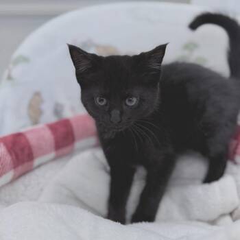 Molasses -  Domestic Short Hair Cat Available for Adoption in Medford, Oregon - Molasses | PetCurious