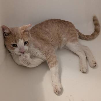 Jean-Luc -  Domestic Short Hair Cat for Adoption in Chicago, Illinois - Jean-Luc | PetCurious