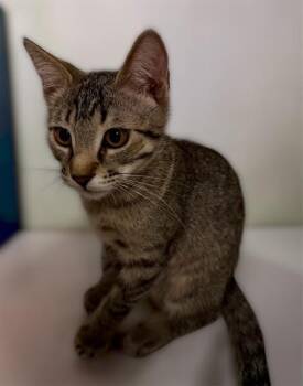 Mika Kot -  Domestic Short Hair and Tabby Cat for Adoption in Chandler, Arizona - Mika Kot | PetCurious