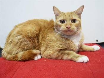 LEIA -  Domestic Short Hair Cat for Adoption in Sacramento, California - LEIA | PetCurious