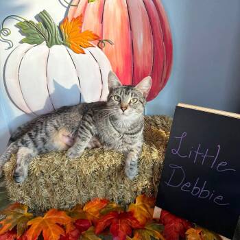 Little Debbie -  Domestic Short Hair Cat for Adoption in Carmel, Indiana - Little Debbie | PetCurious