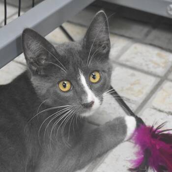 Sammy -  Domestic Short Hair Cat for Adoption in St. Petersburg, Florida - Sammy | PetCurious