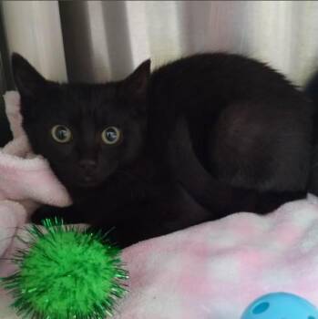 A053667 -  Domestic Short Hair Cat for Adoption in Alameda, California - A053667 | PetCurious