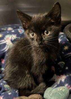 Kismet -  Domestic Short Hair Cat for Adoption in Venice, Florida - Kismet | PetCurious