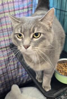 Ashley -  Domestic Short Hair Cat for Adoption in Mokena, Illinois - Ashley | PetCurious