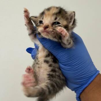 Lucy -  Domestic Short Hair Cat for Adoption in Philadelphia, Pennsylvania - Lucy | PetCurious