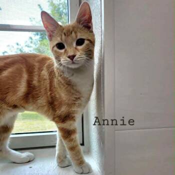 Rescue Tabby Cats for Adoption in Rushville, Illinois - Annie | PetCurious