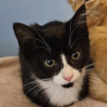 Rescue Extra Toes Cat Hemingway Polydactyl and Tuxedo Cats for Adoption in UNIVERSITY PA, Maryland - Quiz | PetCurious