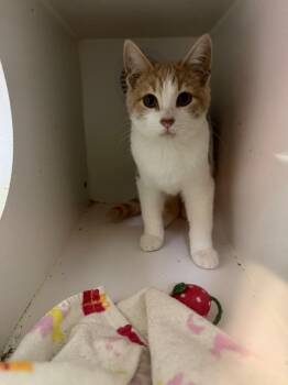 Rescue Domestic Short Hair Cats for Adoption in Lagrange, Indiana - Carrot | PetCurious