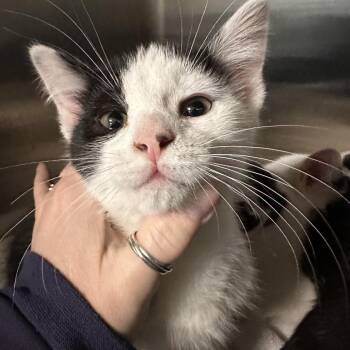 Domestic Short Hair Cats Available for Adoption - Hereford | PetCurious