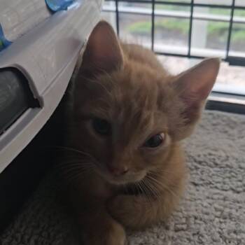 Foxy -  Domestic Short Hair Cat for Adoption in Newport, North Carolina - Foxy | PetCurious