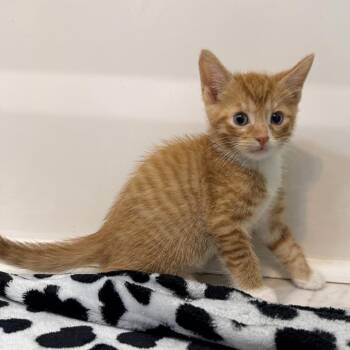 Dale Gribble -  Domestic Short Hair Cat for Adoption in Inman, South Carolina - Dale Gribble | PetCurious