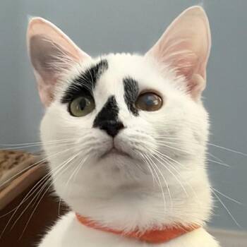Dottie -  Domestic Short Hair Cat for Adoption in Cumming, Georgia - Dottie | PetCurious