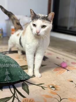 Serena -  Calico Cat for Adoption - Serena | PetCurious