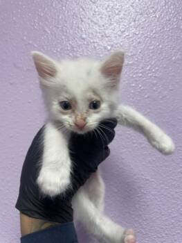 61147685 -  Domestic Short Hair Cat for Adoption in El Paso, Texas - 61147685 | PetCurious
