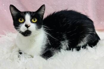 Ribbon -  Domestic Short Hair Cat for Adoption in Clarkesville, Georgia - Ribbon | PetCurious