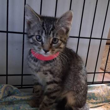 Wickit -  Domestic Short Hair Cat for Adoption in Avon, New York - Wickit | PetCurious