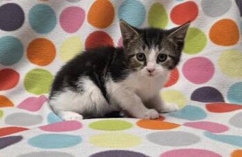 Domestic Short Hair Cats Available for Adoption in Ames, Iowa - PEPPERONI | PetCurious