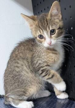 Leo -  Domestic Short Hair Cat for Adoption in Dayton, Minnesota - Leo | PetCurious