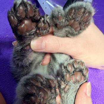 Thumbs -  Extra Toes Cat Hemingway Polydactyl Cat for Adoption in Lexington, Kentucky - Thumbs | PetCurious