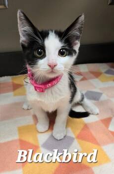 Blackbird -  Domestic Short Hair Cat for Adoption in Sidney, Ohio - Blackbird | PetCurious