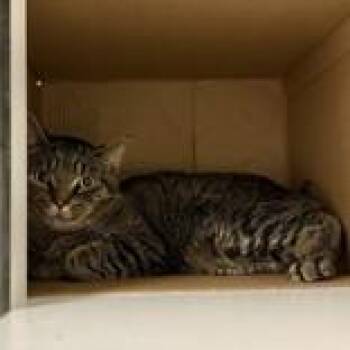 Leonard -  Domestic Short Hair Cat for Adoption in Hilliard, Ohio - Leonard | PetCurious