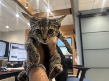 FINNY -  Domestic Short Hair Cat for Adoption in Rowlett, Texas - FINNY | PetCurious