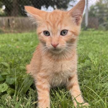 Aurora -  Domestic Short Hair Cat for Adoption in Carmel, Indiana - Aurora | PetCurious