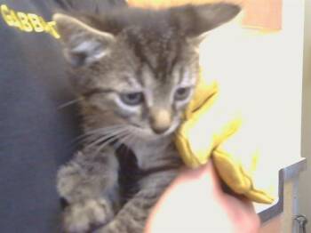 ECUADOR -  Domestic Short Hair Cat for Adoption in Sacramento, California - ECUADOR | PetCurious